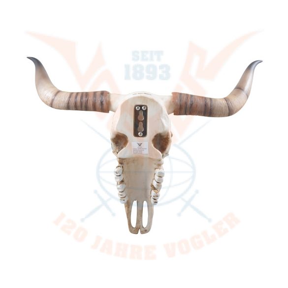 Hosszúszarvú koponya