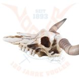 Hosszúszarvú koponya