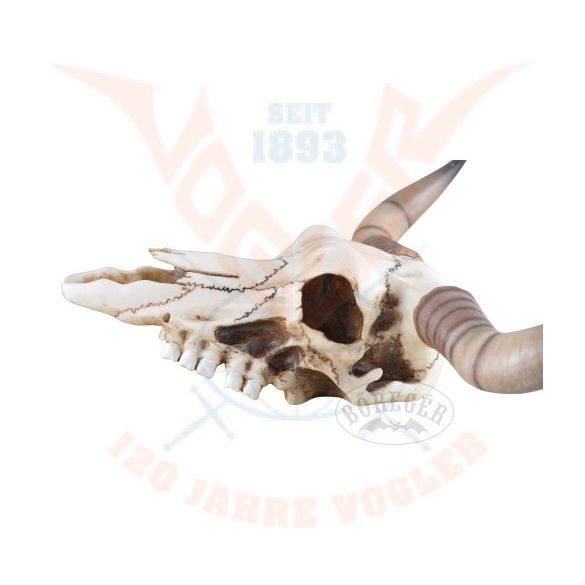 Hosszúszarvú koponya