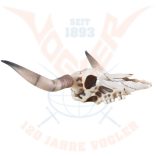 Hosszúszarvú koponya