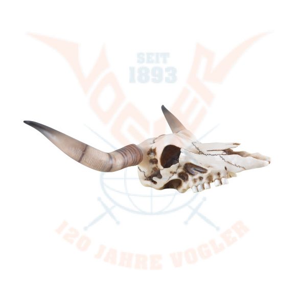 Hosszúszarvú koponya