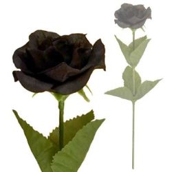Fekete rózsaszál